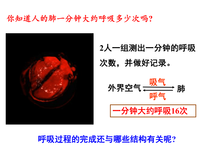 2020-2021学年人教版七年级生物下册4.3.2 发生在肺内的气体交换 -课件（25张PPT）