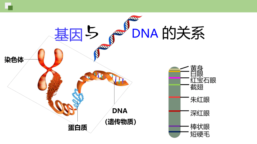 3.4基因通常是有遗传效应的DNA片段-人教版2019必修2(共33张PPT)