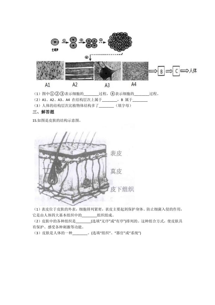 2.3生物体的结构层次 同步练习（含解析）