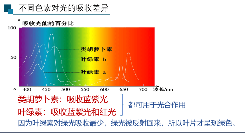 5.4.2光合作用与能量转化课件(共26张PPT)2022—2023学年高一上学期生物人教版必修1