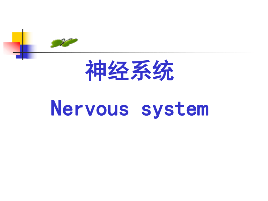 11.神经系统-1  课件(共30张PPT) - 《畜禽解剖生理学》同步教学（高教版）