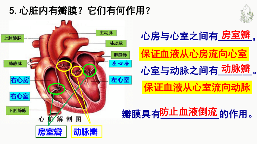 4.4.3输送血液的泵-心脏课件 (共35张PPT)人教版生物七年级下册