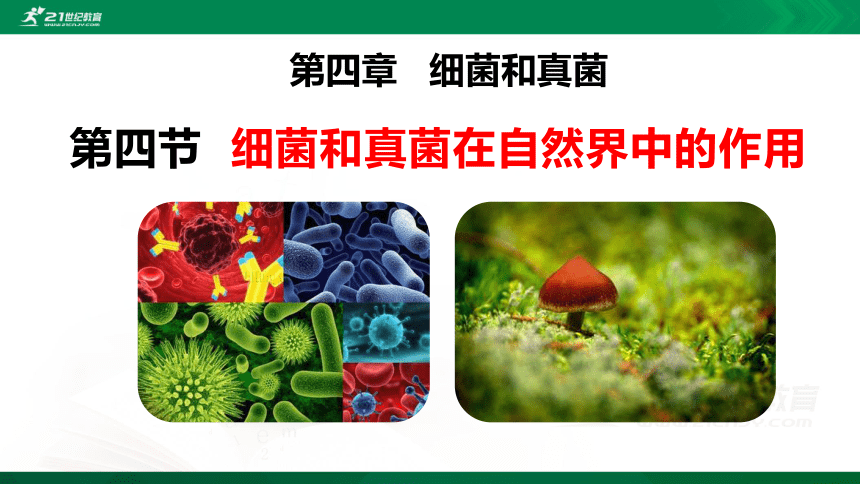 5.4.4细菌和真菌在自然界中的作用课件（共26张PPT）