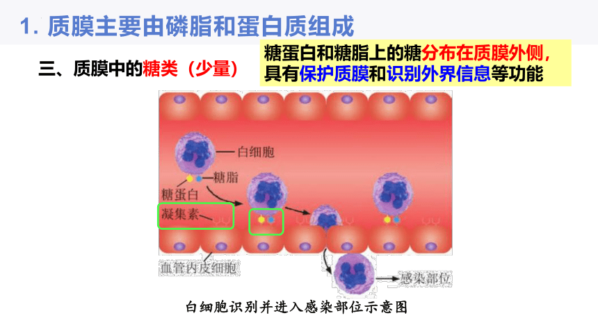 3.1 细胞由质膜包裹 课件（24张ppt）-高一生物学（沪科2020必修1）