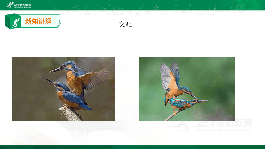 4.2.3 鸟的生殖和发育 课件（28张PPT）