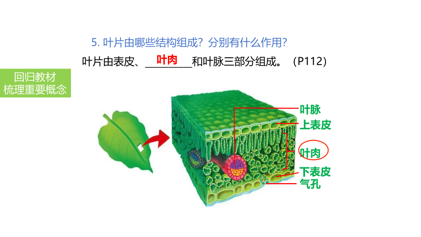 2024中考一轮复习：第9讲 绿色植物与生物圈的水循环课件(共31张PPT)