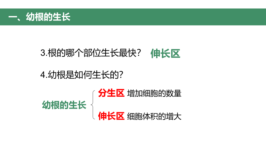 第二节 植株的生长 课件（30张PPT）