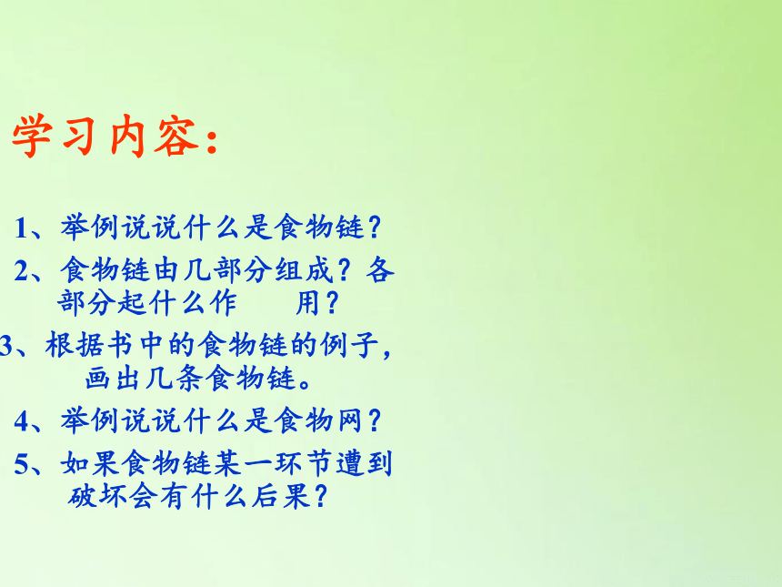 苏教版六年级科学下册教学课件4.3 有趣的食物链(共29张PPT)