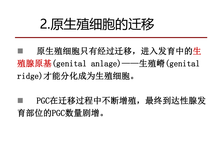 2020-2021学年高中生物竞赛第二章 配子发生课件 (1)(40PPT)