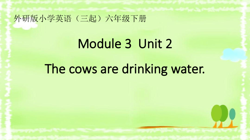 Module3 Unit2 The cows are drinking water 课件(共20张PPT)