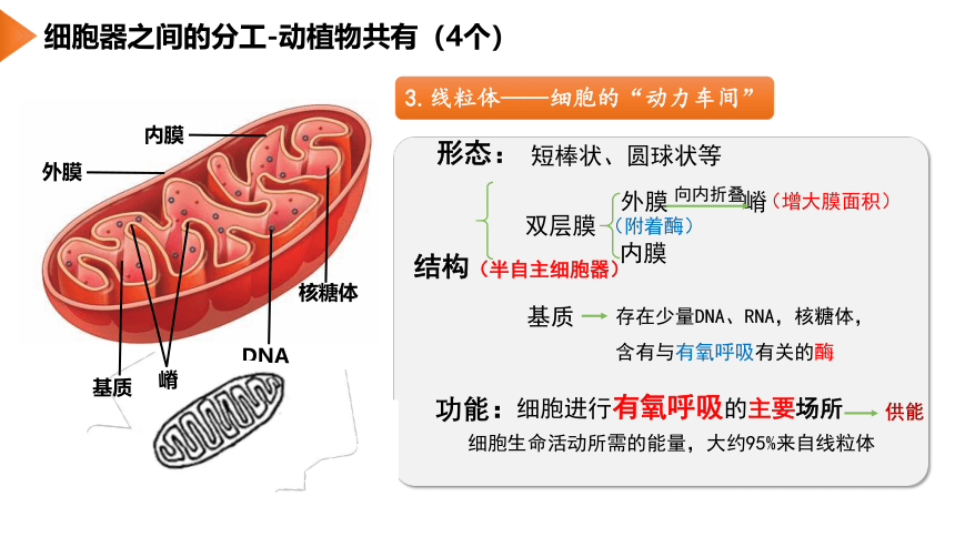 3.2 细胞器之间的分工合作（第1课时）(课件共24张PPT)