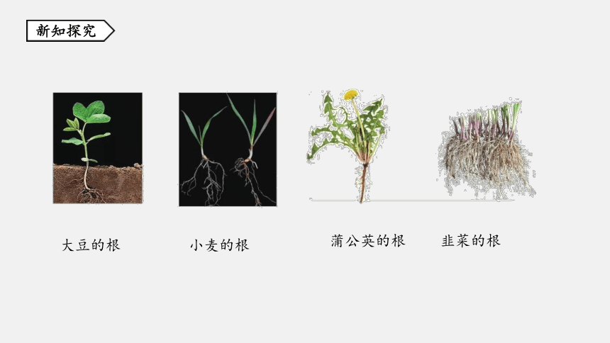 第3节 植物的根与物质吸收 同步练习（44张ppt）