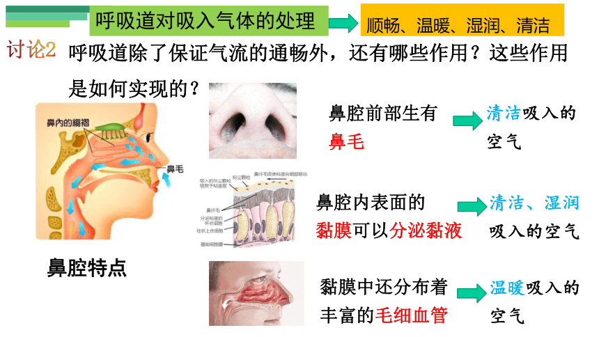 4.3.1呼吸道对空气的处理课件 (共24张PPT)人教版生物七年级下册