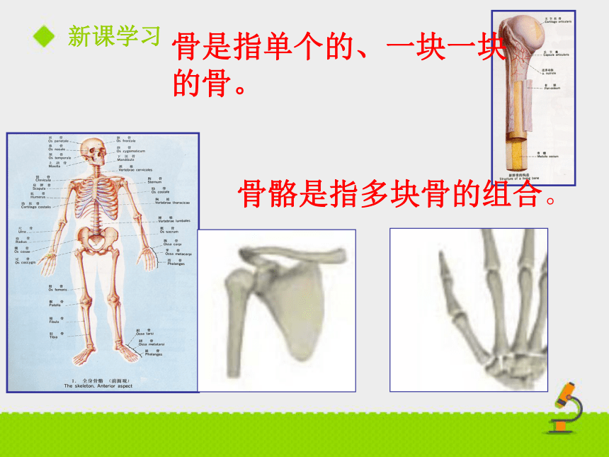 第二节 动物运动依赖于一定的结构 课件（23张PPT）