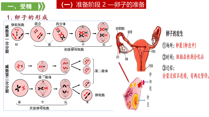 2.3.1胚胎工程的理论基础 课件(共18张PPT) 2022-2023学年高二下学期生物人教版选择性必修3（有视频）