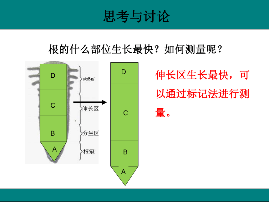 初中生物人教版七年级上册3.2.2植株的生长课件(共33张PPT)