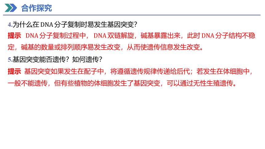 5.1 基因突变和基因重组 课件(共37张PPT) 2023-2024学年高一生物人教版（2019）必修第二册