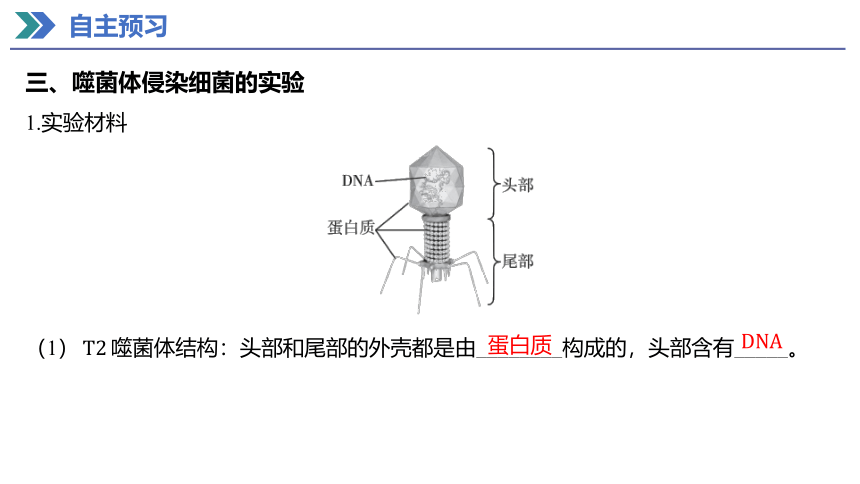 3.1 DNA是主要的遗传物质 课件(共50张PPT) 2023-2024学年高一生物人教版（2019）必修第二册