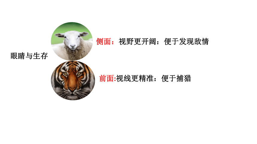 青岛版（六三制2017秋） 二年级下册 第四单元 11 动物的眼睛 (共15张PPT)