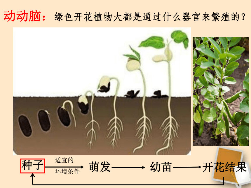 苏科版八上生物 19.2植物的生长发育 课件(共19张PPT)