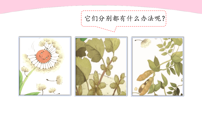 3.植物妈妈有办法   第二课时(共35张PPT)