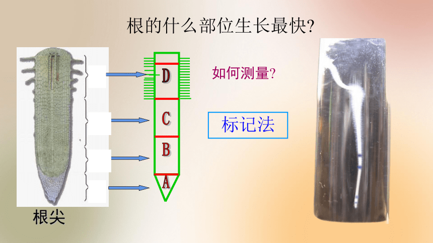 2021—2022学年人教版生物七年级上册3.2.2植株的生长 课件(共18张PPT)