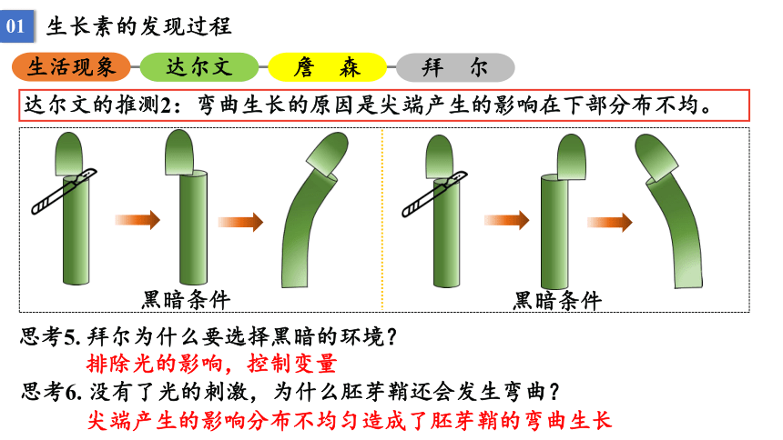 5.1 植物生长素课件2021-2022学年高二上学期生物人教版选择性必修1(33张PPT）