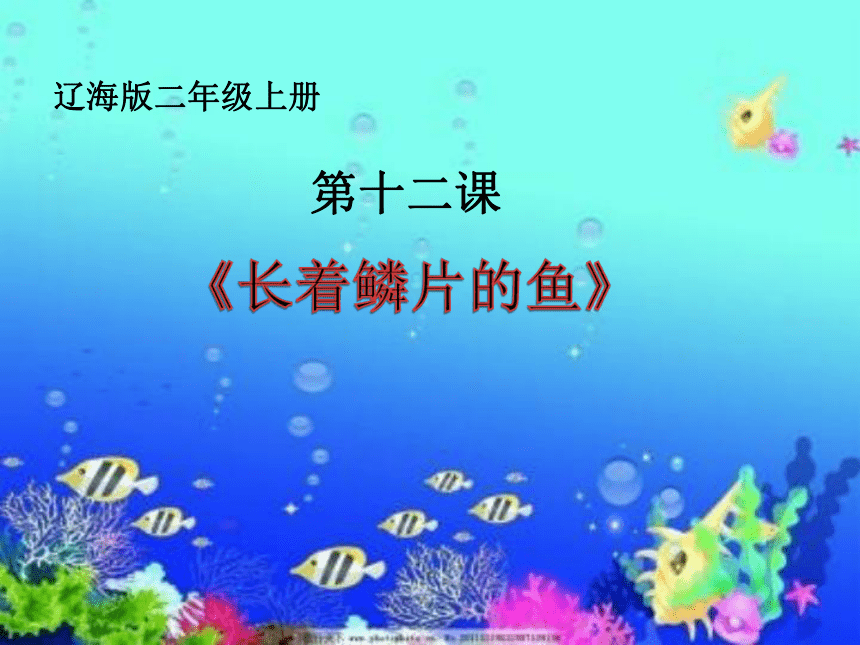 辽海版 第五单元   长着鳞片的鱼  课件（8 张PPT）