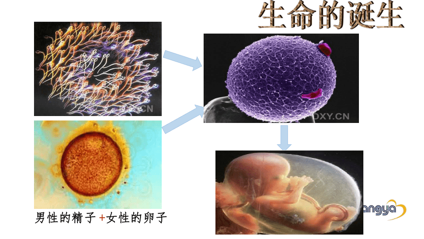 2.2 青春期第二性征发育的特点（课件） 体育与健康五年级上册  人教版 （26张ppt）