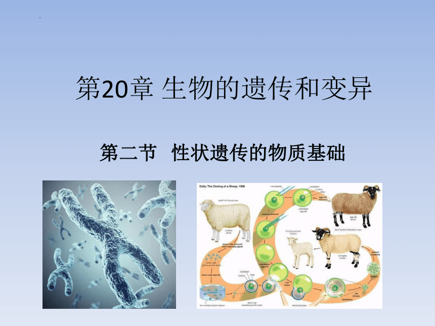 第20章第2节性状遗传的物质基础  课件(共18张PPT)2022-2023学年北师大版生物八年级上册