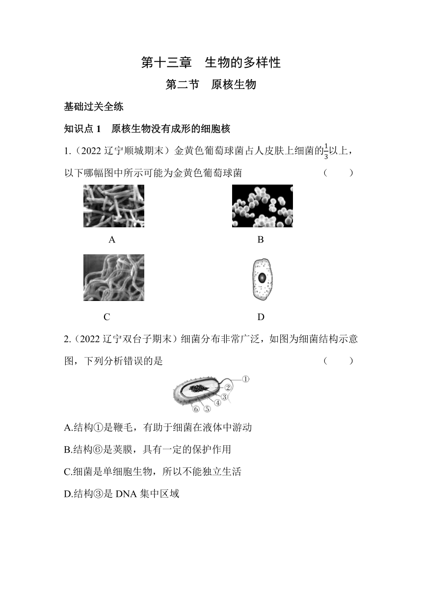 北京课改版生物八年级下册  13.2原核生物同步练习（含解析）