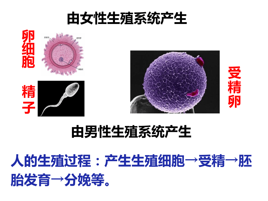 2021-2022学年冀少版八年级生物下册6.1.3 人的生殖和胚胎发育  课件(共19张PPT)