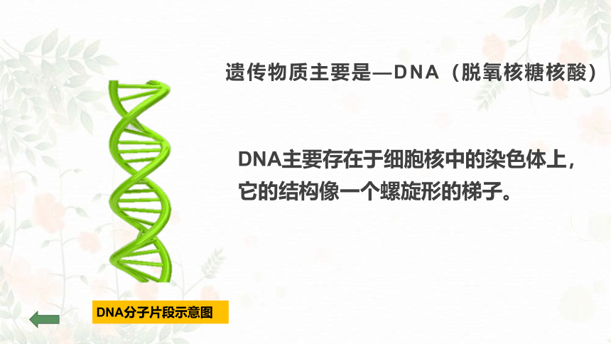 22.1生物的遗传课件(共60张PPT)2021--2022学年苏科版生物八年级下册