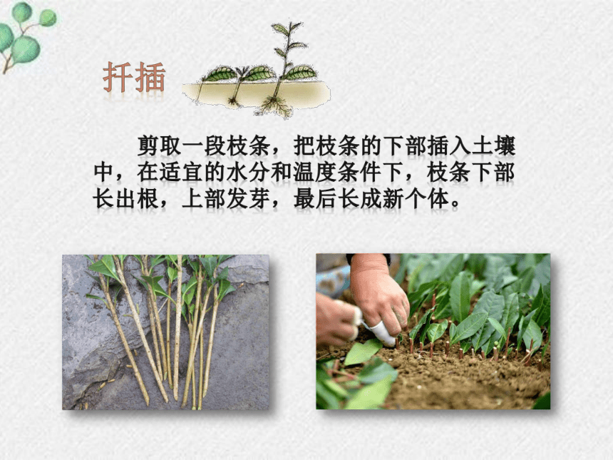 19.3植物的生殖方式课件(共20张PPT)