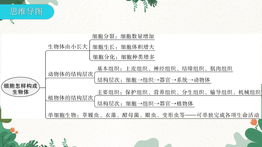 人教版生物七年级上册 第二单元生物体的结构层次章末总结第二章 细胞怎样构成生物体习题课件（共32张PPT）