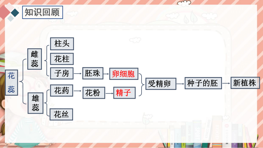 7.1.1 植物的生殖-八年级生物下学期同步课件（人教版）(共23张PPT）