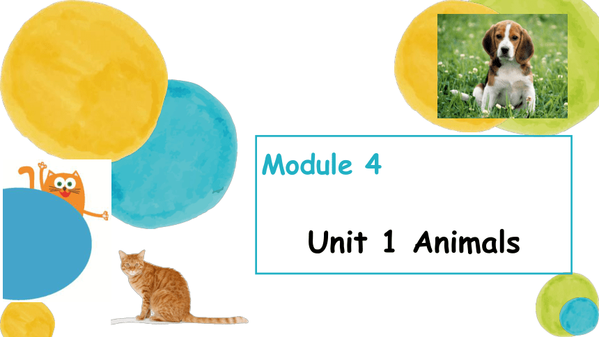 Module 4  Unit 1 Animals 课件(共23张PPT)