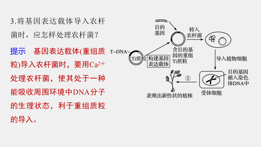 高中生物苏教版（2019）选择性必修3第三章 第一节　第4课时　将目的基因导入受体细胞和目的基因及其表达产物的检测鉴定（74张PPT）