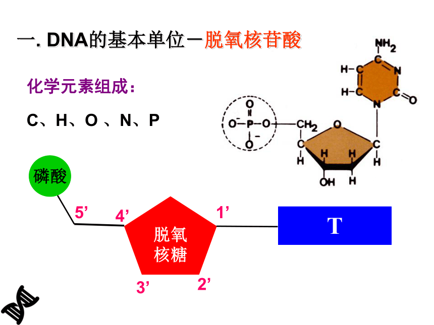 2020-2021学年高一下学期生物人教版必修二3.2DNA分子的结构课件（21张）