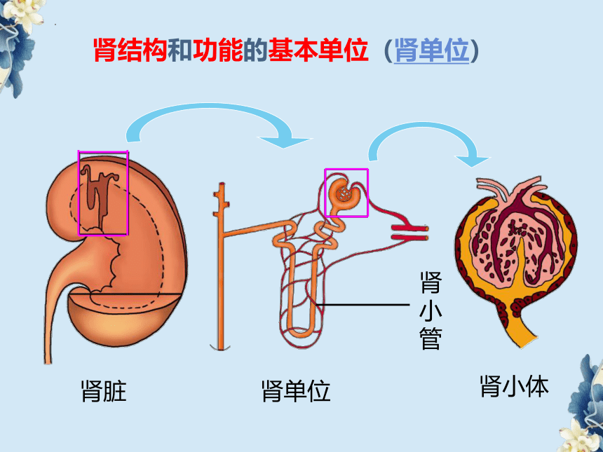 3.4.1尿的形成和排出课件(共26张PPT) 济南版生物七年级下册