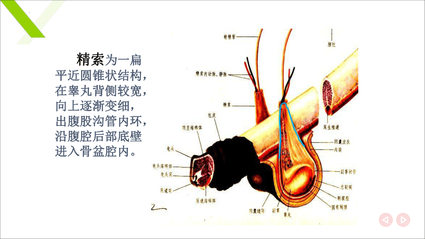 6.1.1雄性生殖器官 其他雄性器官 课件(共15张PPT)《畜禽解剖生理（第四版）》同步教学(高教版)