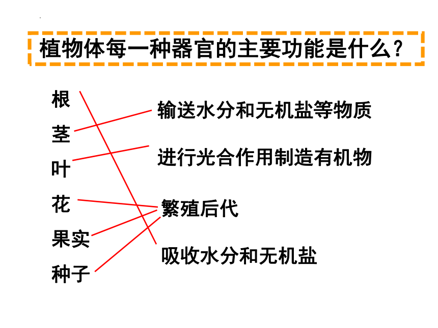 2.2.3植物体的结构层次 课件(共24张PPT)2022-2023学年人教版生物七年级上册