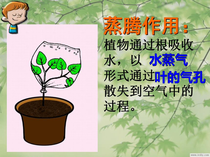 苏教版初中生物七年级上册 3.7.2 绿色植物与生物圈的物质循环 课件(共18张PPT)