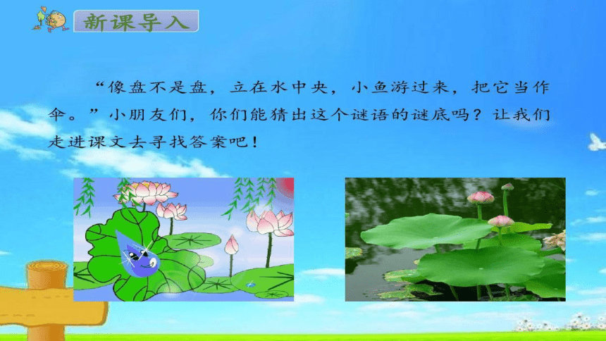 13.《荷叶圆圆》   课件（共20张PPT）