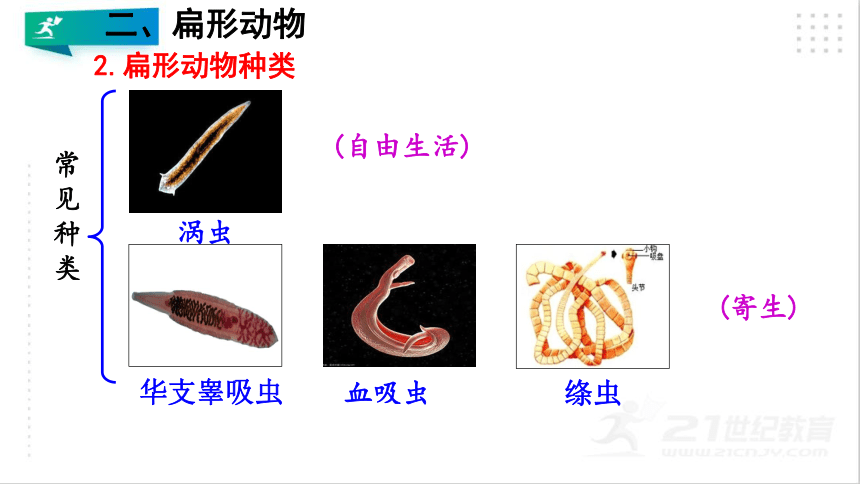 5.1.1 腔肠动物和扁形动物（第2课时)(课件）（共21张PPT）