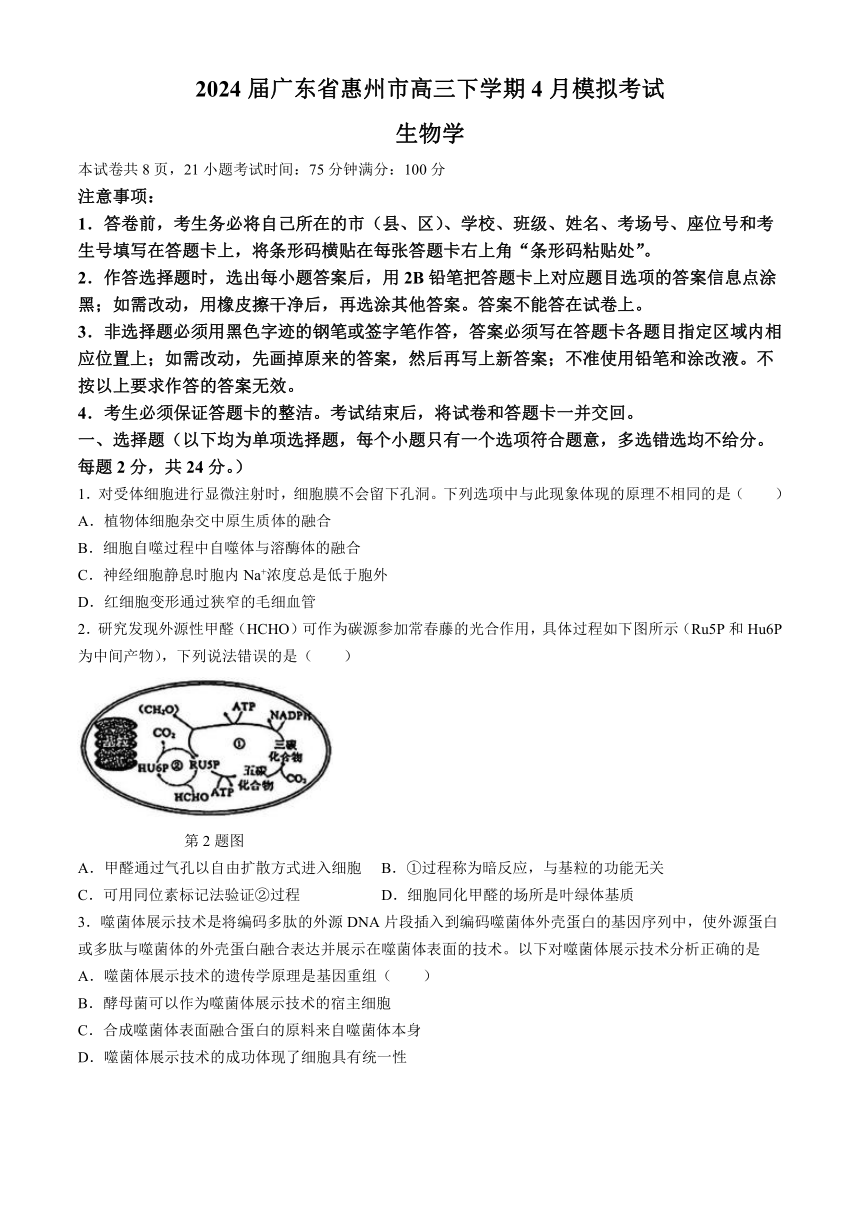 2024届广东省惠州市高三下学期4月模拟考试生物学试题（含答案）