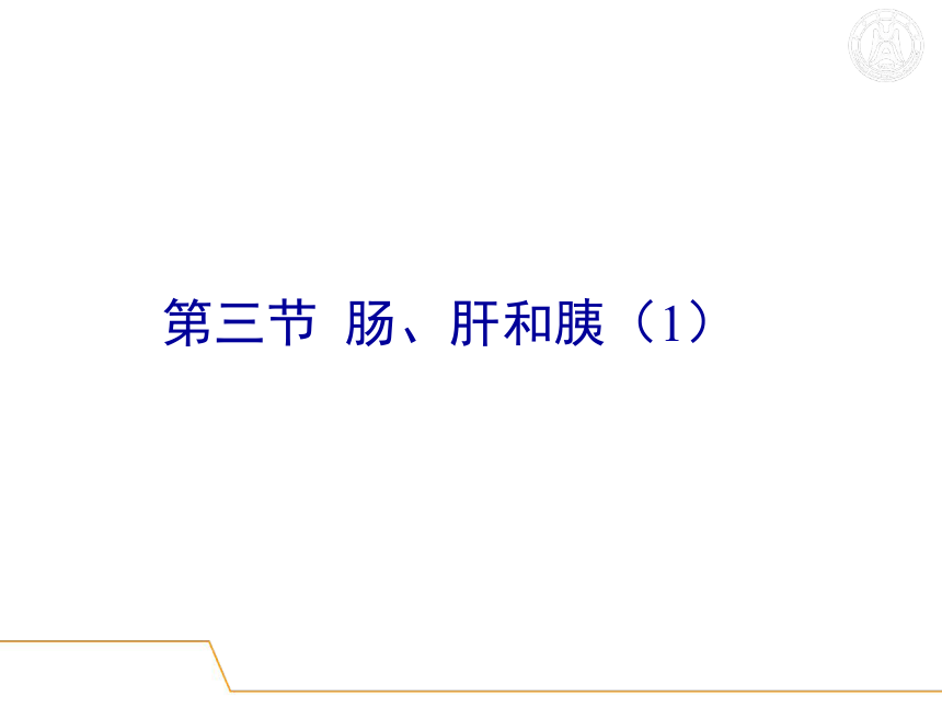 5.消化系统-3  课件(共51张PPT) - 《畜禽解剖生理学》同步教学（高教版）