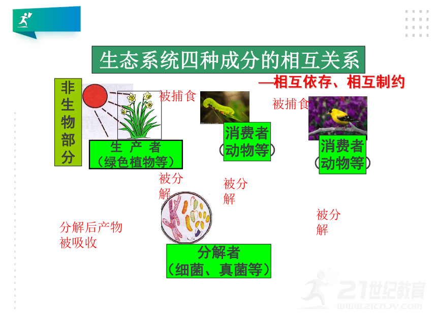 人教版生物七年级上册 1.2.2生物与环境组成生态系统课件（含32张ppt）