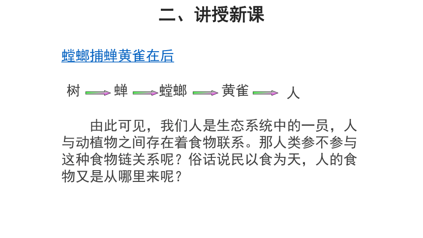 苏科版七年级上册3.6.1食物链 课件(共20张PPT)