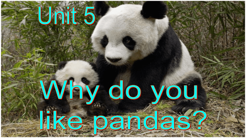 （新课标）Unit 5 Section A 1a-1c 课件+内嵌音视频 （新目标七下Unit 5 Why do you like pandas?）